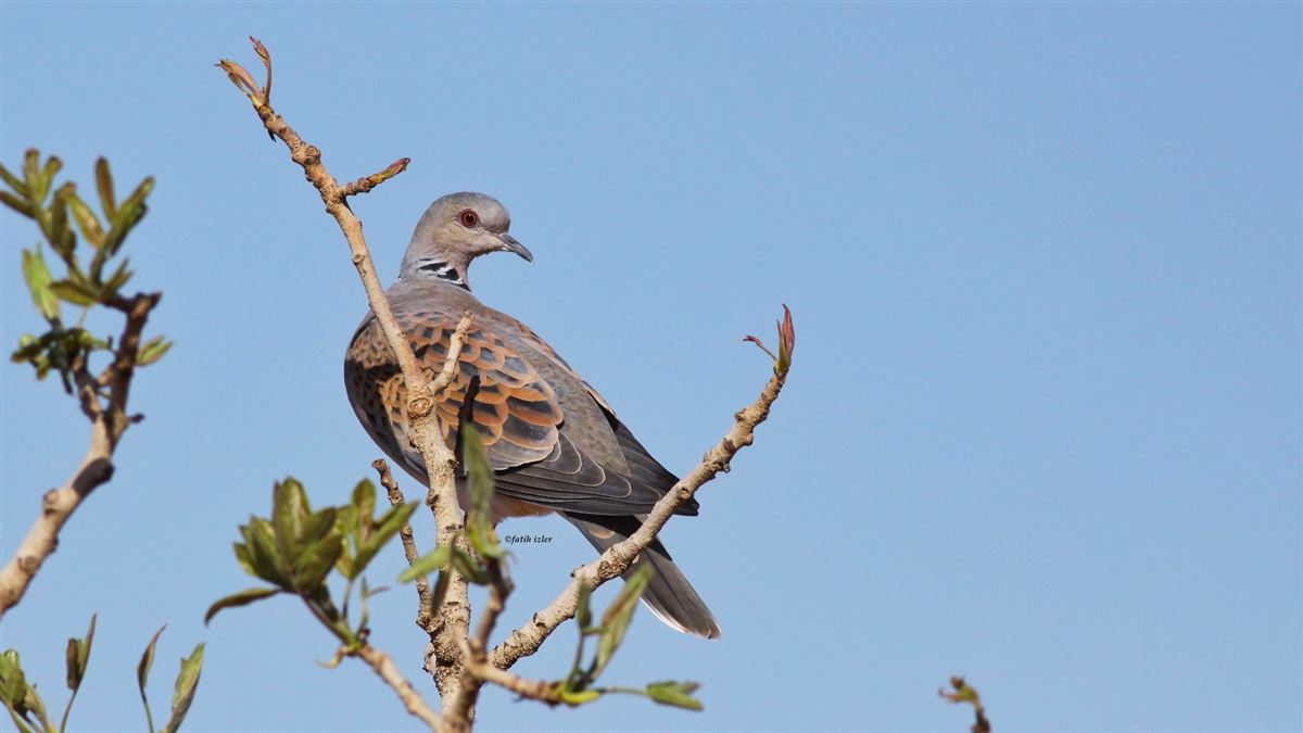 European Turtle Dove