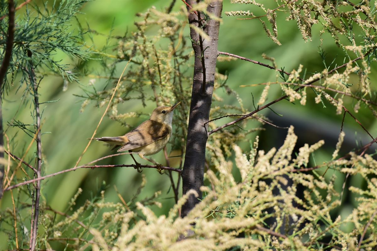 Marsh Warbler