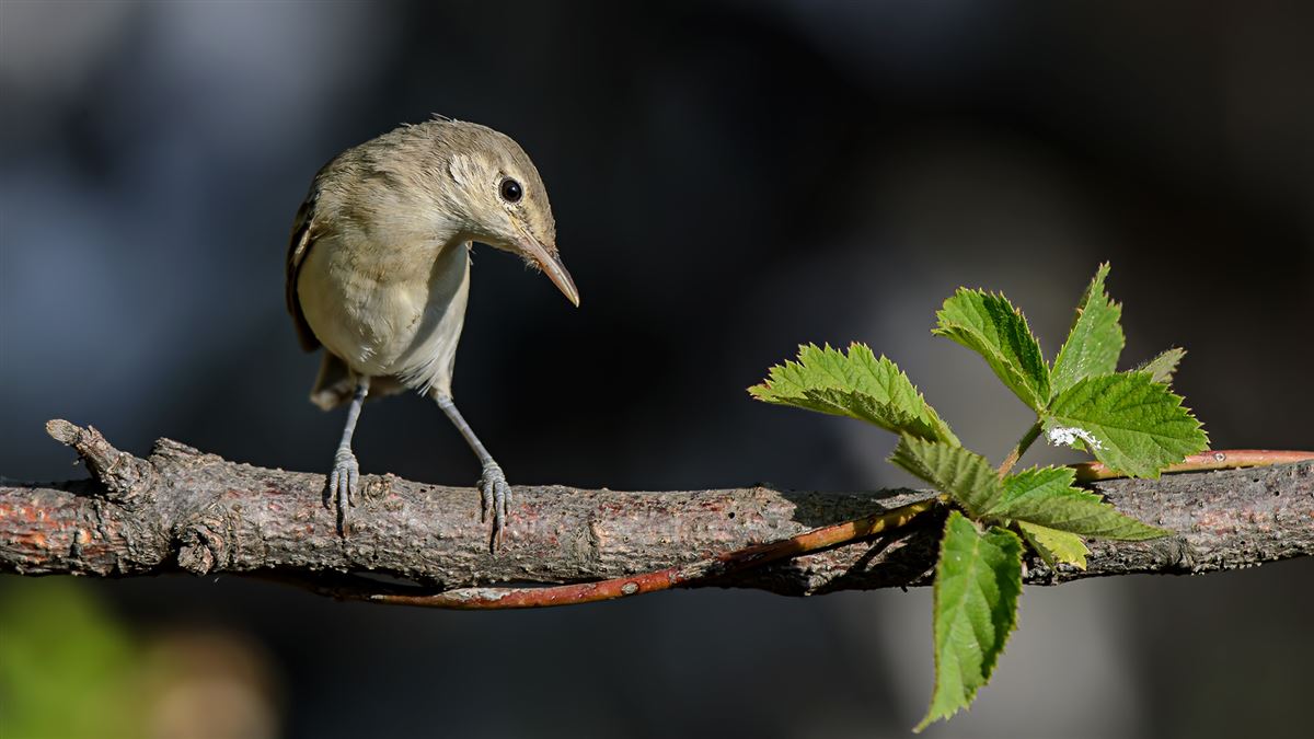 Eastern Olivaceous Warbler