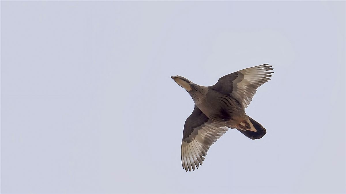 Caspian Snowcock