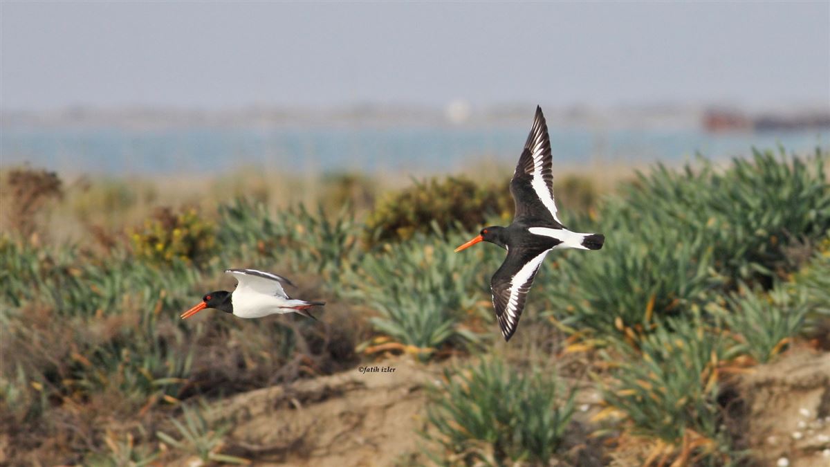 Eurasian Oystercatcher