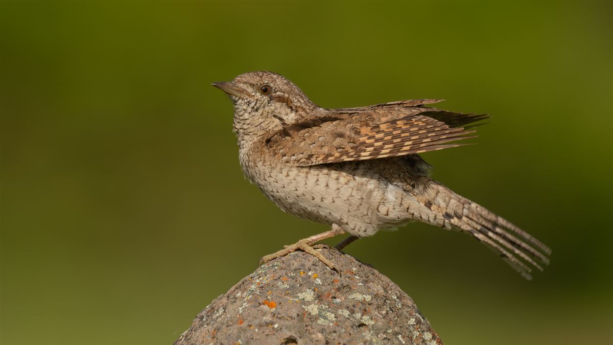 Eurasian Wryneck
