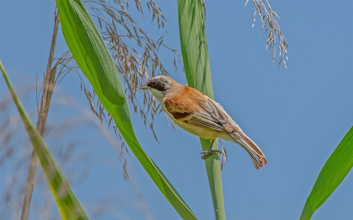 Eurasian Penduline Tit