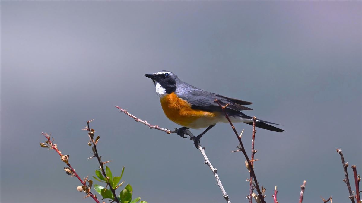 White-throated Robin