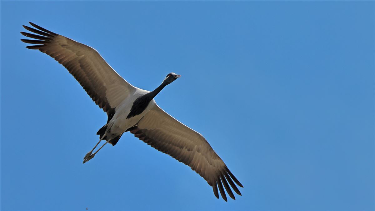 Demoiselle Crane