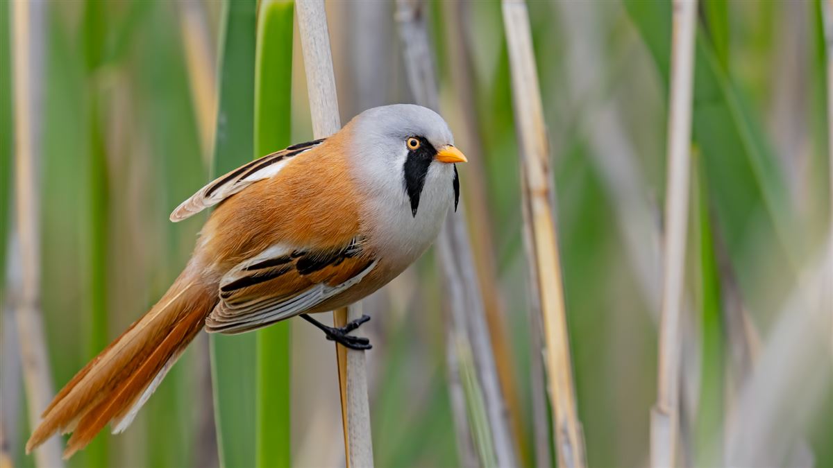 Bearded Reedling
