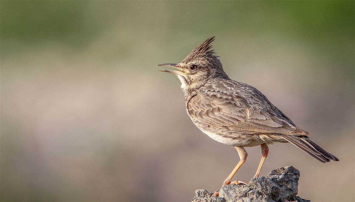 Crested Lark
