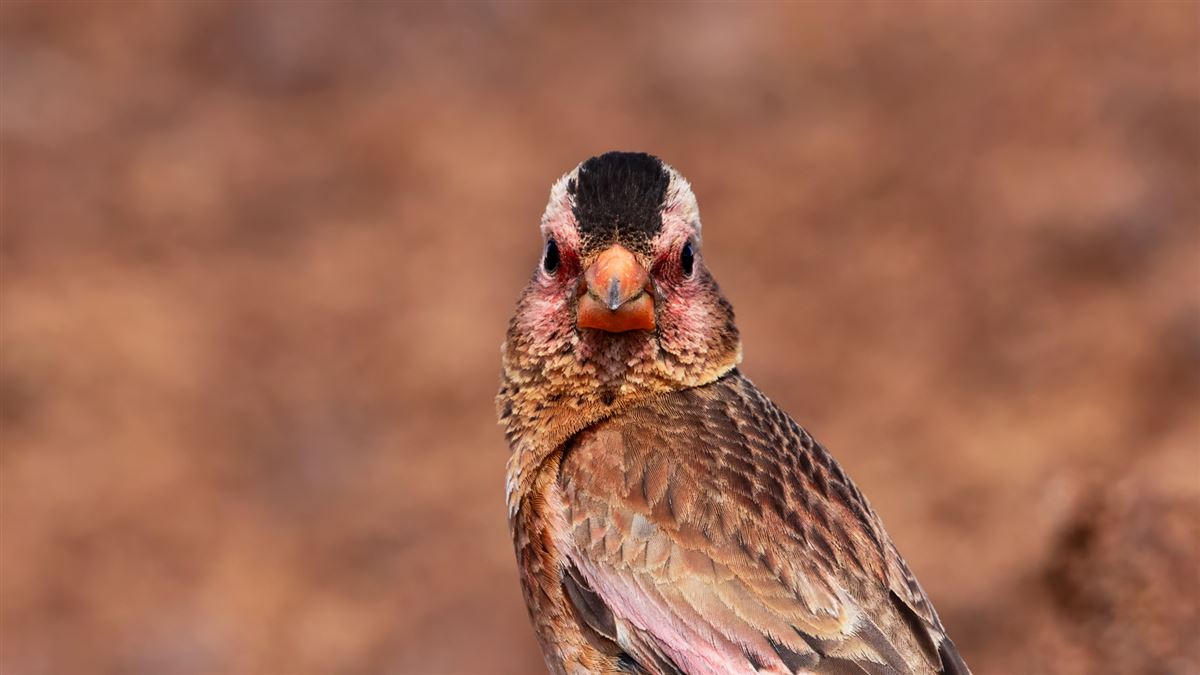 Crimson-winged Finch