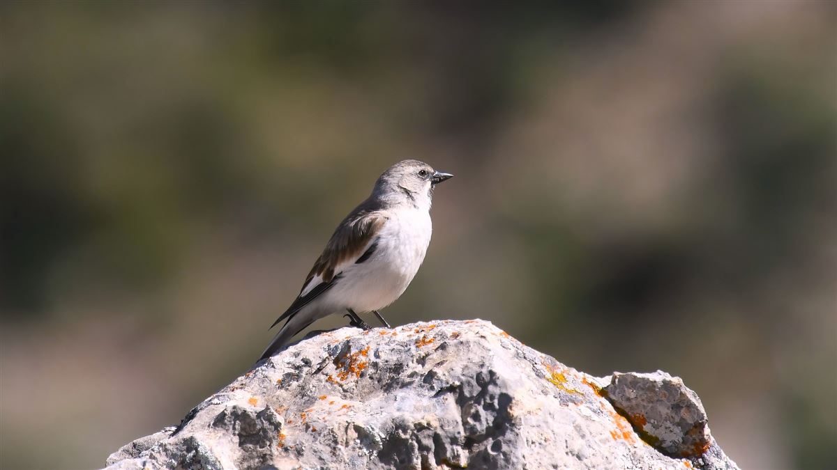 White-winged Snowfinch