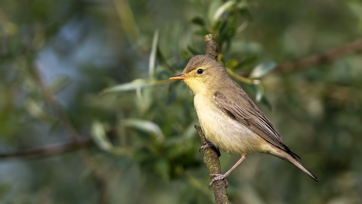 Icterine Warbler