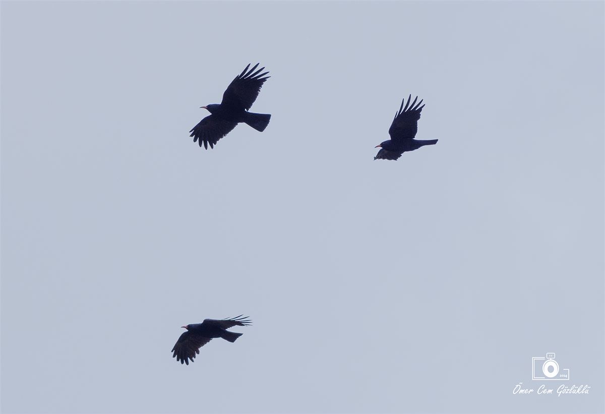 Red-billed Chough