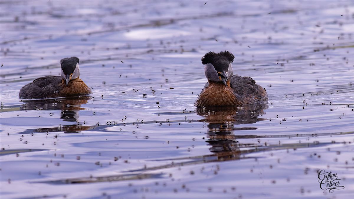 Red-necked Grebe