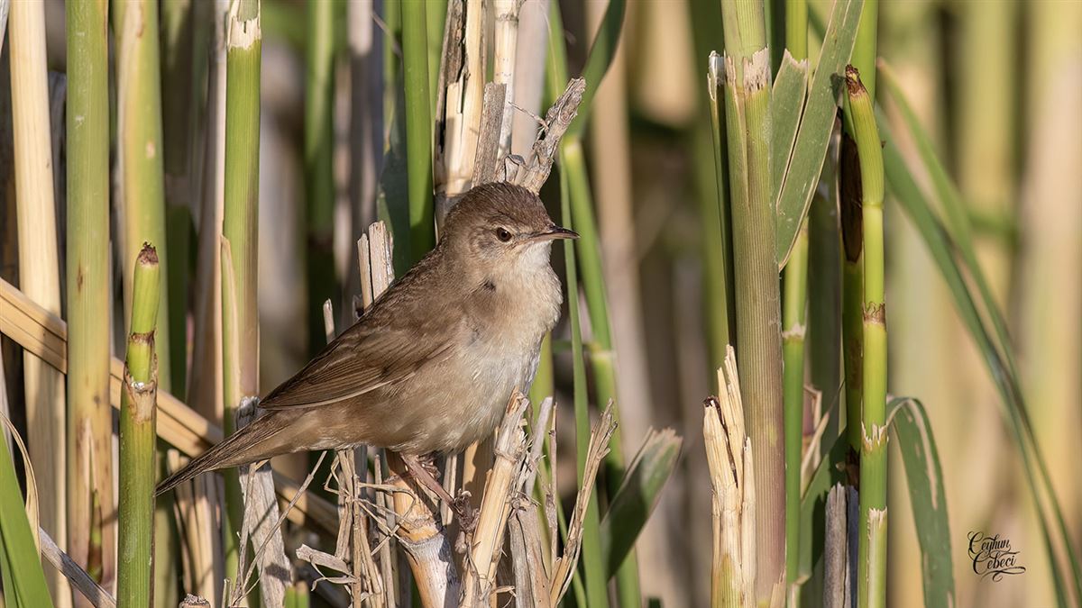 Savi`s Warbler