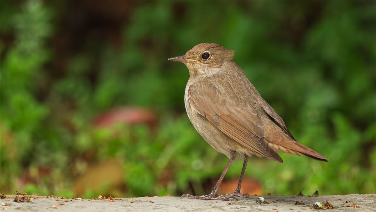 Thrush Nightingale