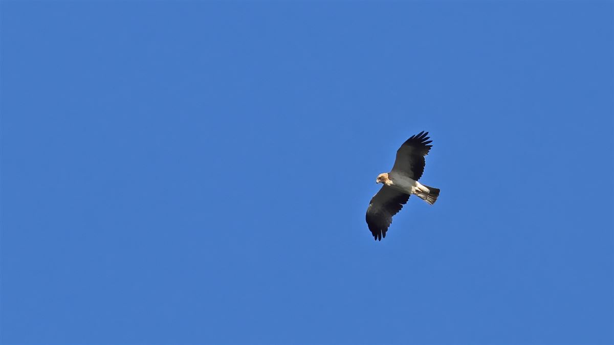 Booted Eagle