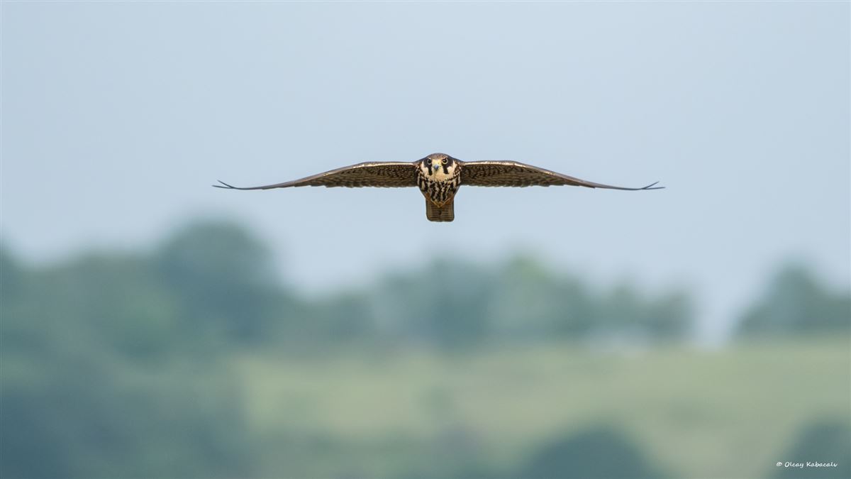 Eurasian Hobby