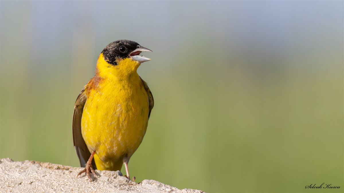 Black-headed Bunting