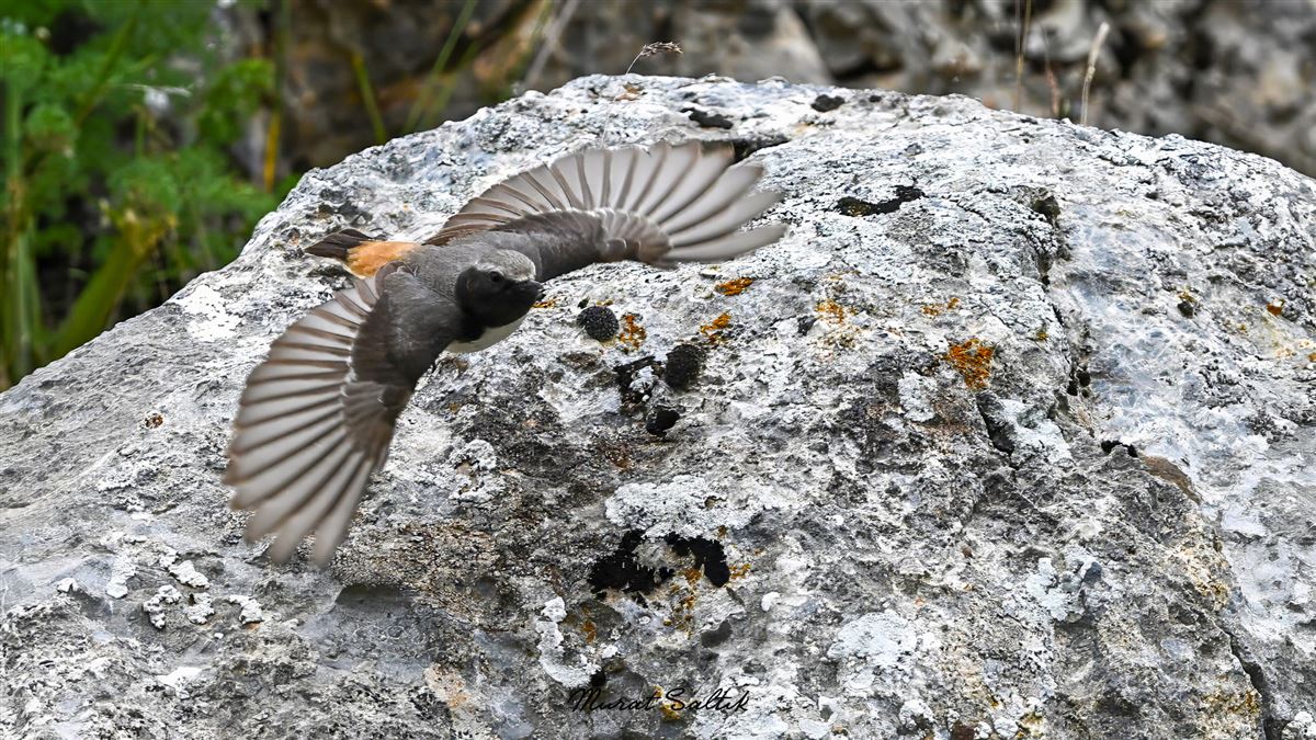 Red-tailed Wheatear