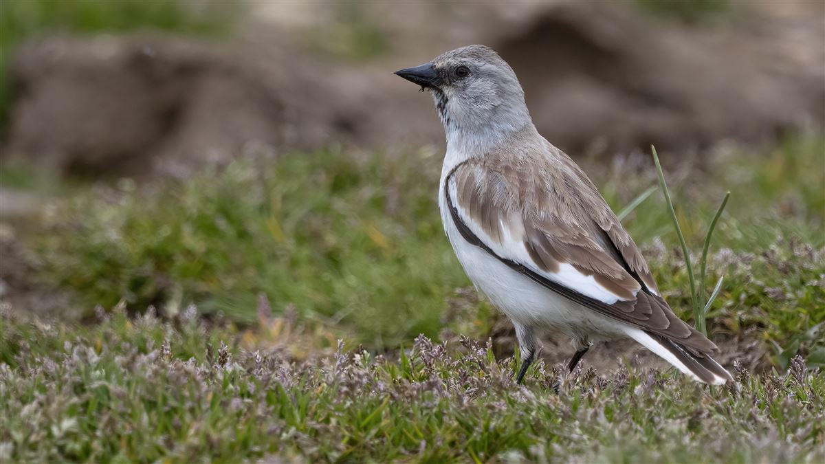 White-winged Snowfinch