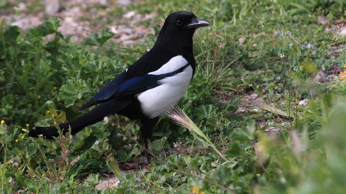 Eurasian Magpie
