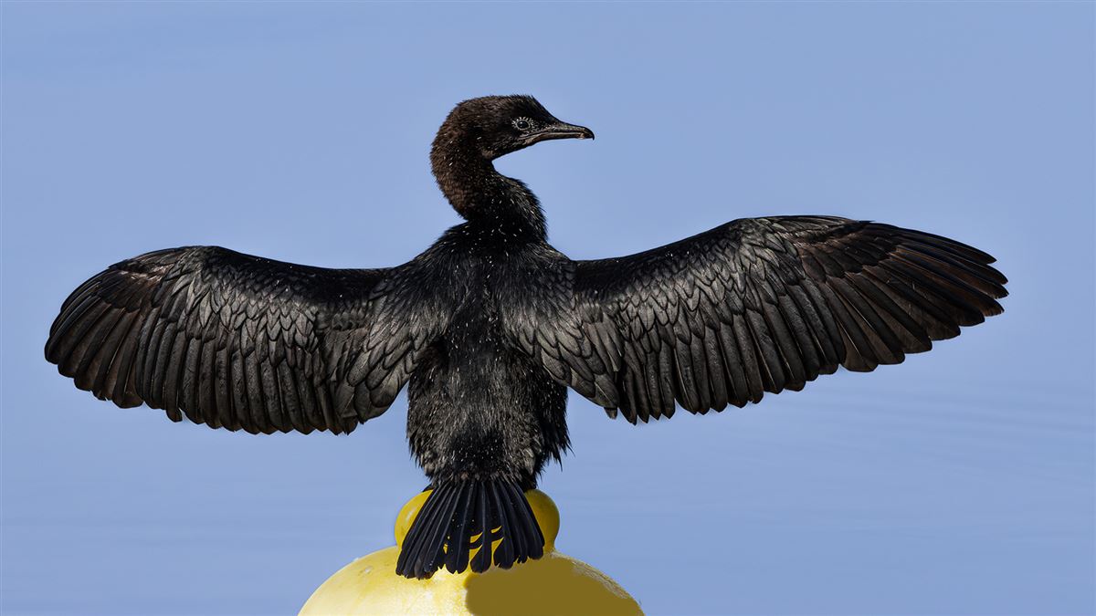 Pygmy Cormorant