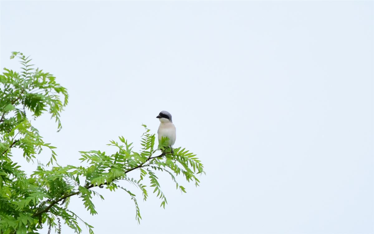 Lesser Grey Shrike