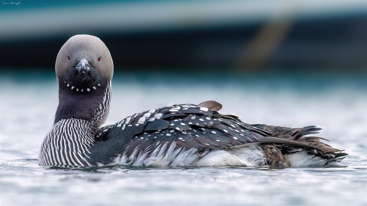 Black-throated Loon