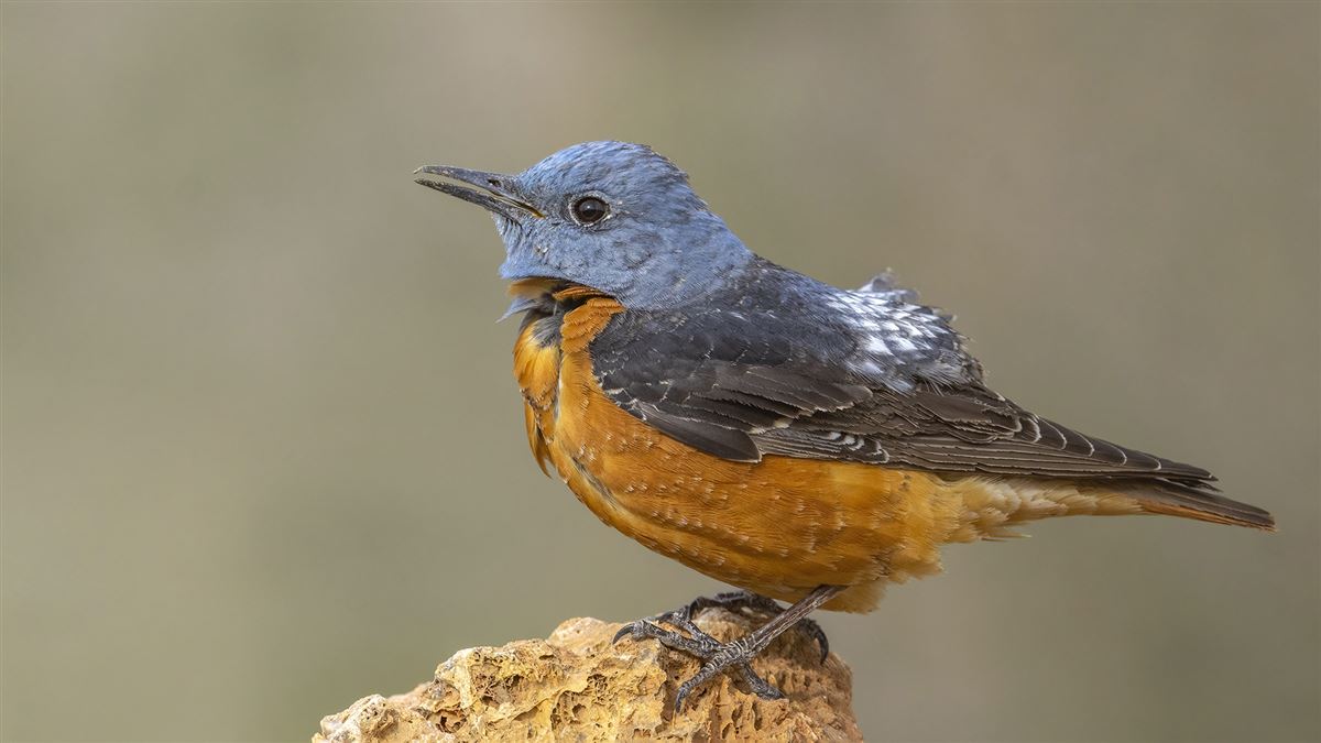 Common Rock Thrush