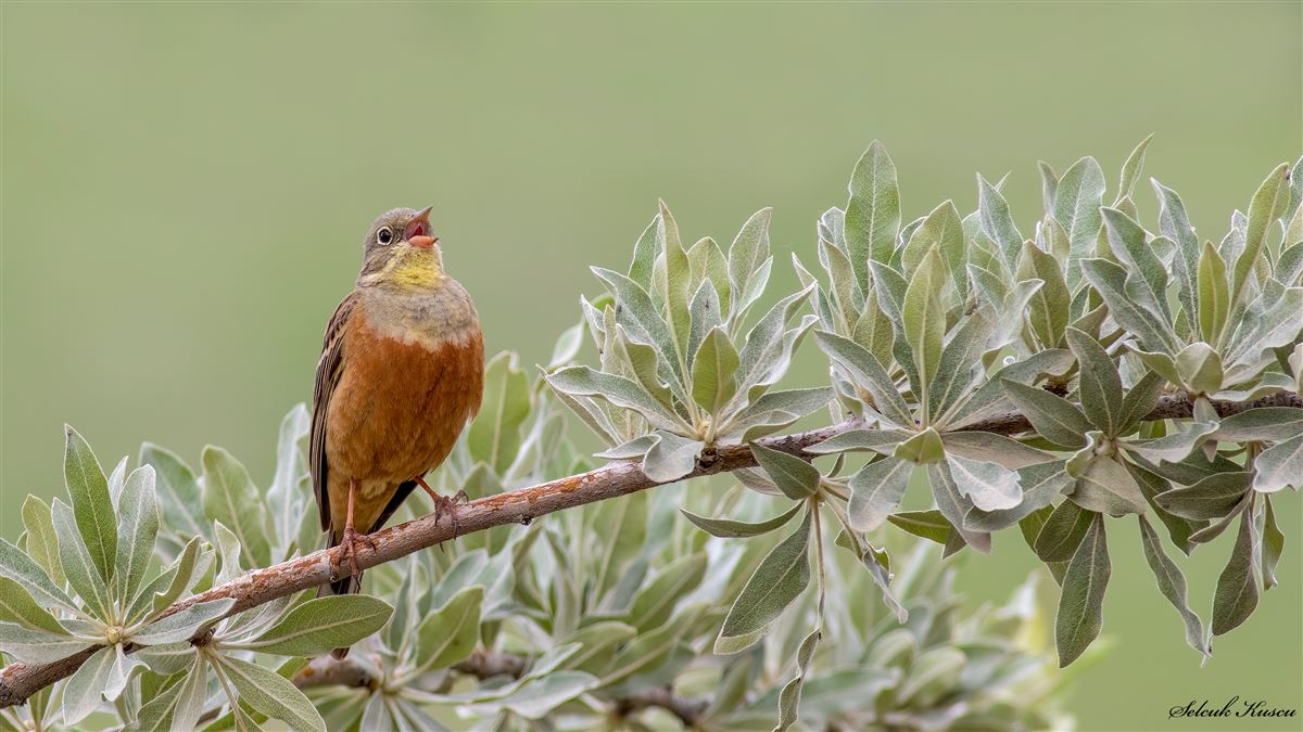 Ortolan Bunting