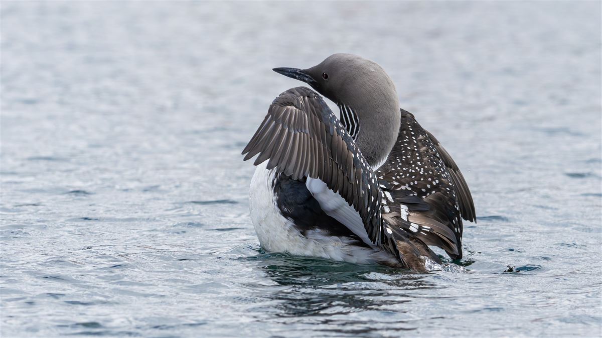 Black-throated Loon