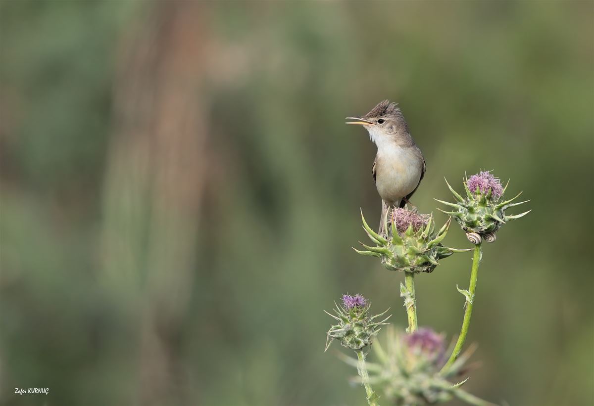 Eastern Olivaceous Warbler