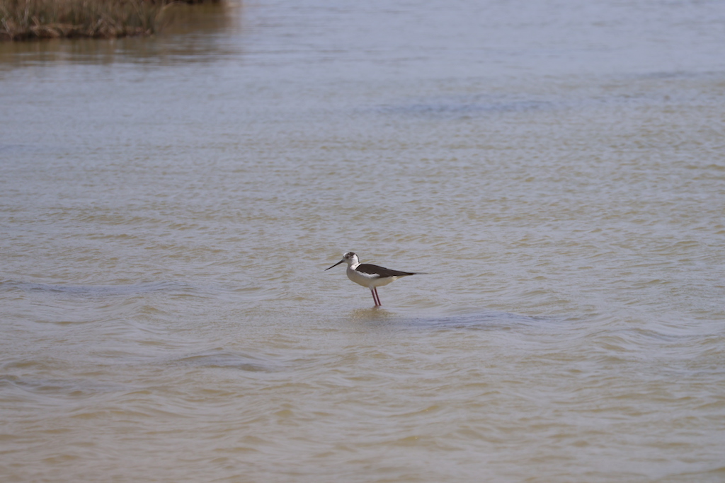 Black-winged Stilt