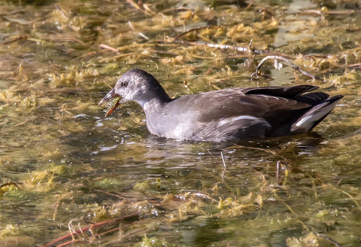 Common Moorhen