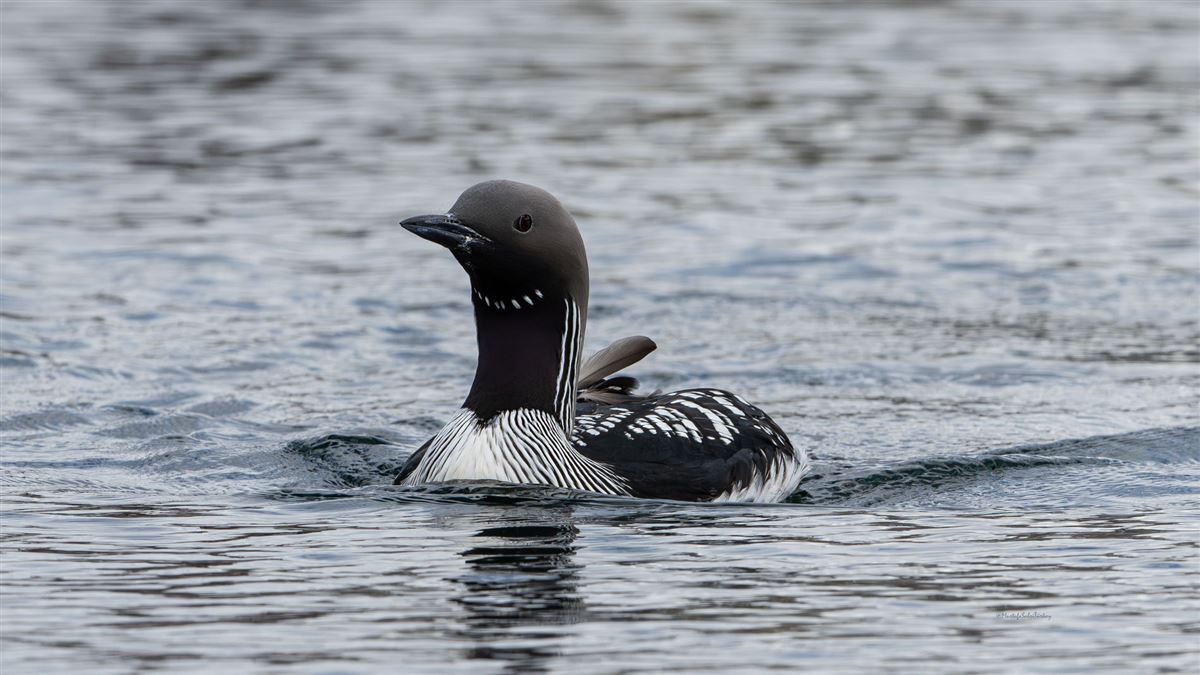 Black-throated Loon