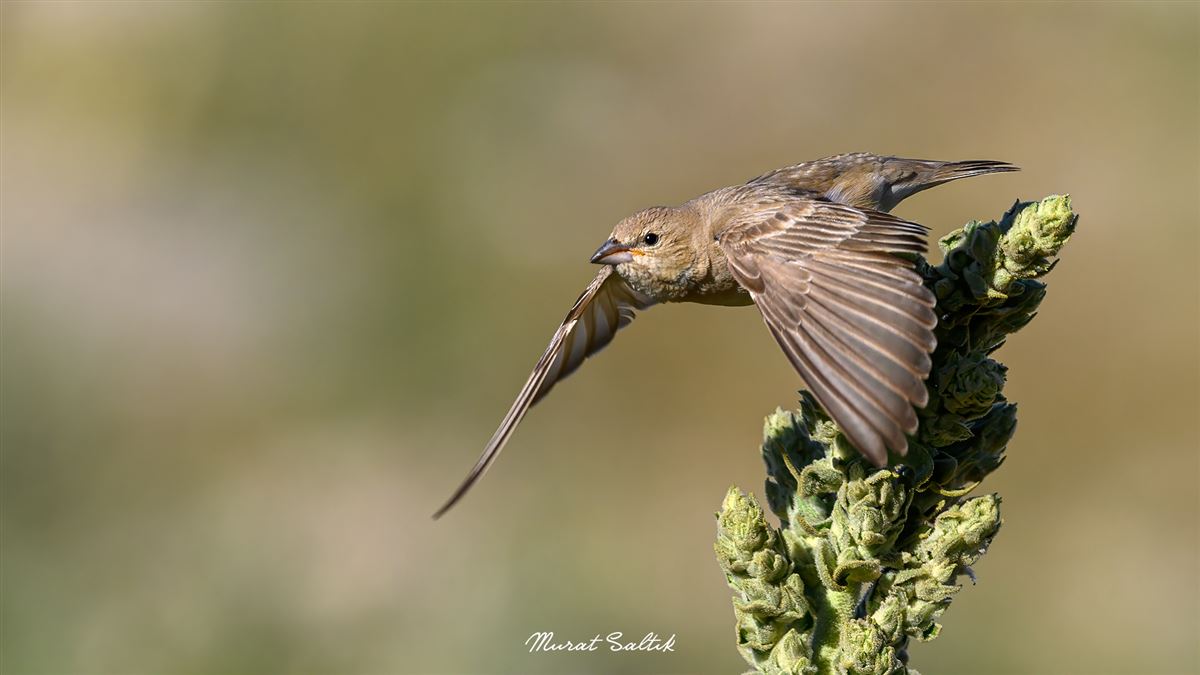 Pale Rockfinch