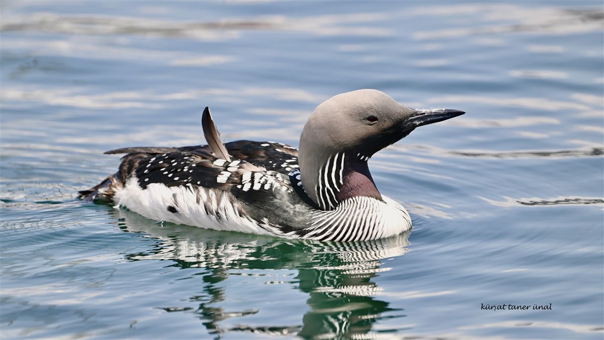 Black-throated Loon