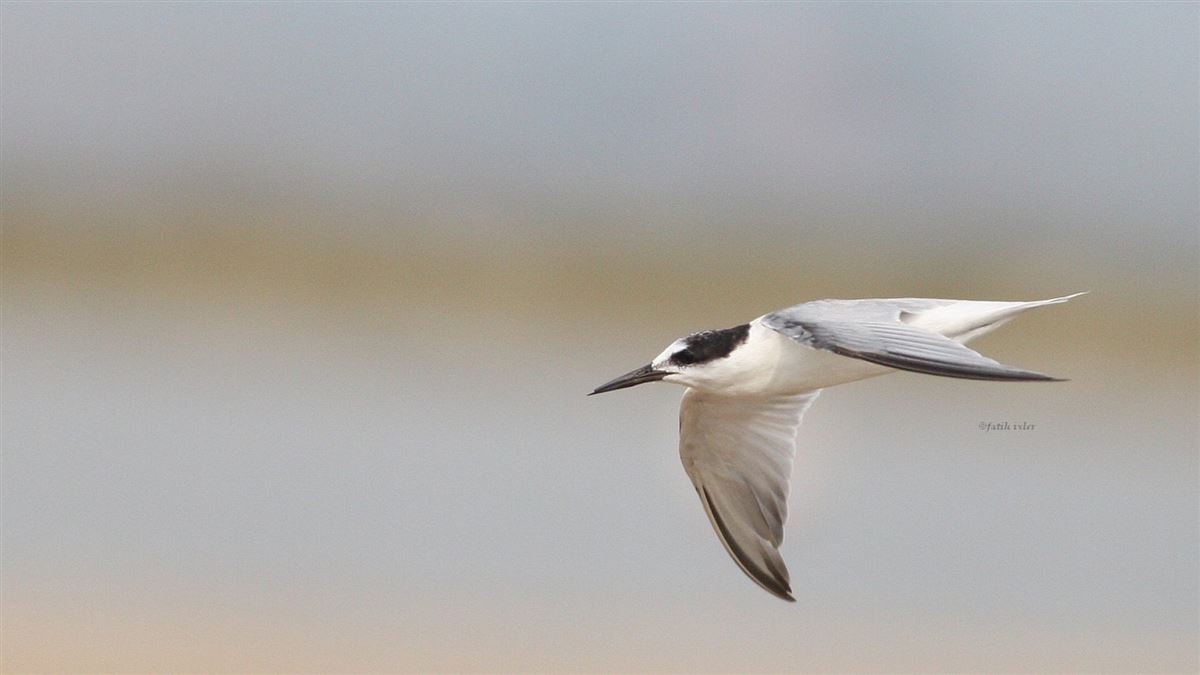 Sandwich Tern