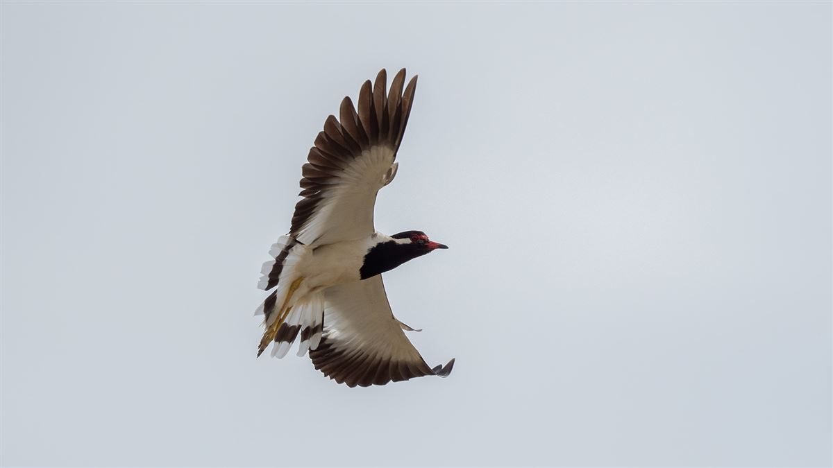 Red-wattled Lapwing