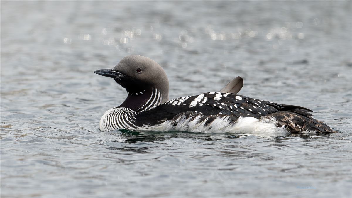 Black-throated Loon