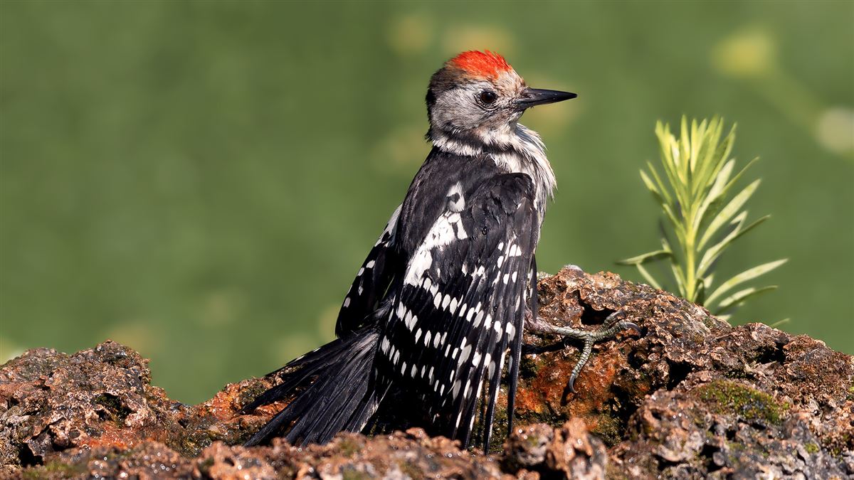 Middle Spotted Woodpecker