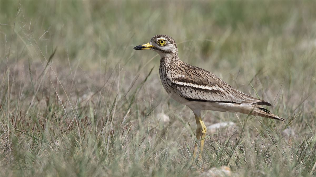 Eurasian Stone-curlew