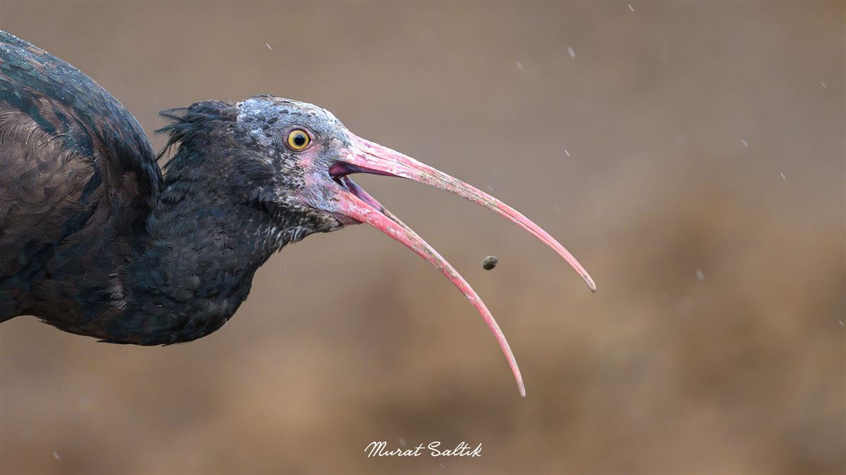 Northern Bald Ibis