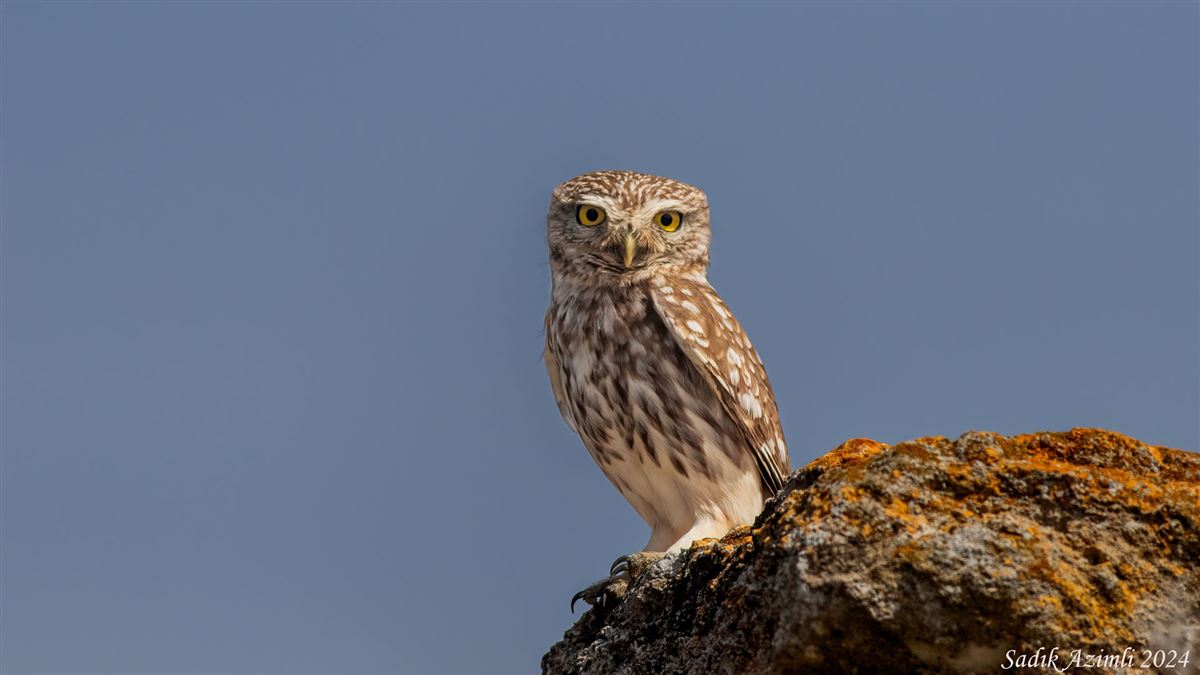 Little Owl