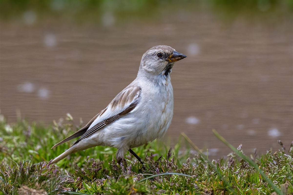 White-winged Snowfinch