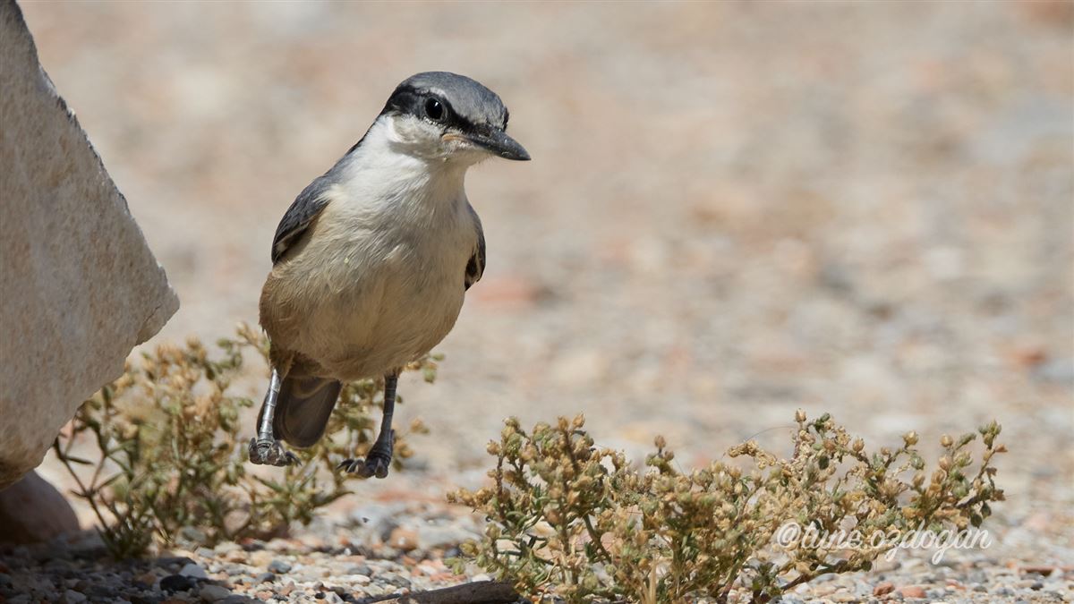 Western Rock Nuthatch