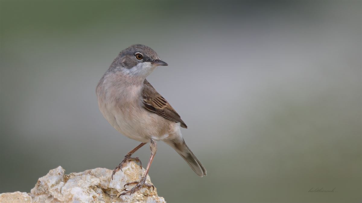 Common Whitethroat