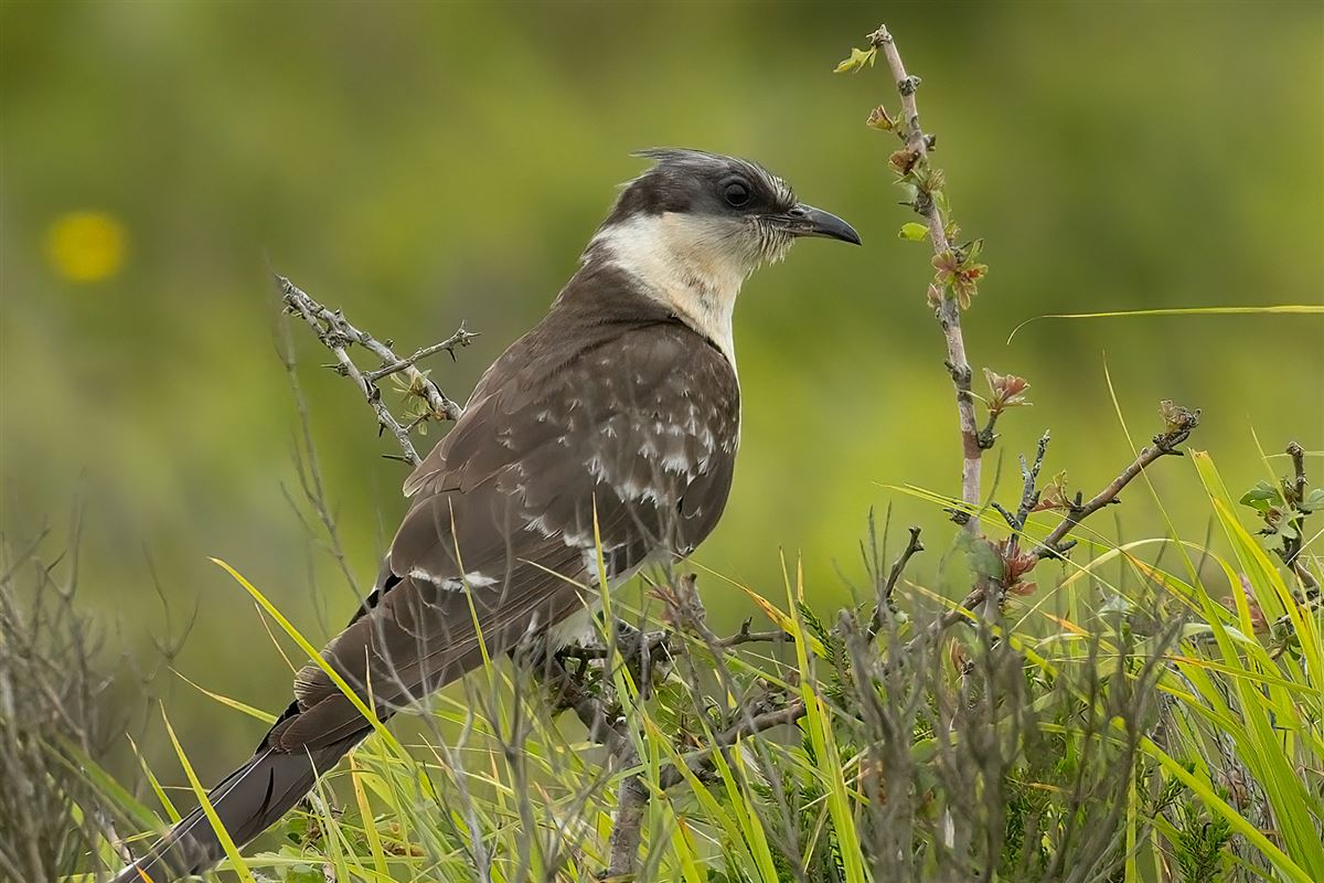 Great Spotted Cuckoo