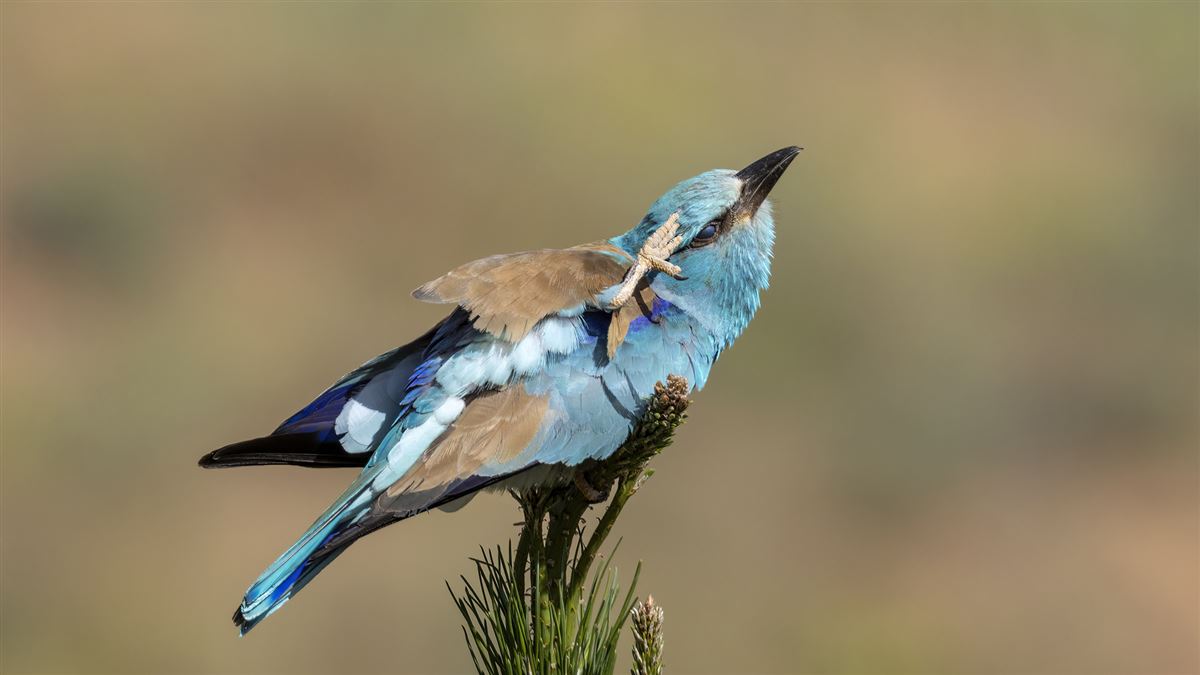 European Roller