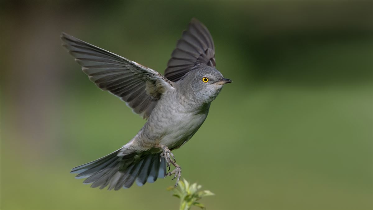 Barred Warbler