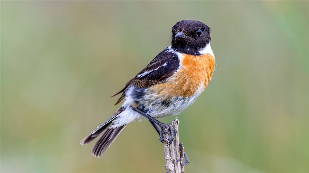 European Stonechat